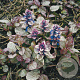 Ajuga reptans 'Burgundy Glow' GM P9