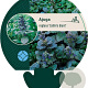 Ajuga reptans 'Catlin's Giant' GM P9