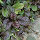Ajuga reptans 'Catlin's Giant' GM P9