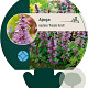 Ajuga reptans 'Purple Torch' GM P9