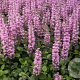 Ajuga reptans 'Purple Torch' GM P9