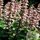 Ajuga reptans 'Purple Torch' GM P9