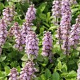 Ajuga reptans 'Rosea' GM P9
