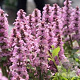 Ajuga reptans 'Rosea' GM P9