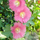 Alcea ficifolia GM P9