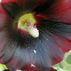 Alcea r. 'Blacknight' GM P9