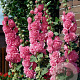 Alcea r. 'Charters Rosa' GM P9
