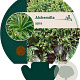 Alchemilla alpina GM P9