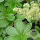 Alchemilla alpina GM P9
