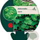 Alchemilla epipsila GM P9