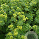 Alchemilla erythropoda GM P9