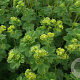Alchemilla erythropoda GM P9