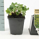 Alchemilla erythropoda GM P9