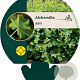 Alchemilla mollis GM P9