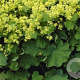 Alchemilla mollis 'Robustica' GM P9