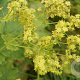 Alchemilla vulgaris GM P9