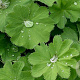 Alchemilla vulgaris GM P9