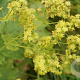 Alchemilla vulgaris GM P9