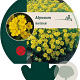 Alyssum montanum GM P9