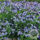 Amsonia 'Blue Ice' GM P9