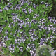 Amsonia 'Blue Ice' GM P9