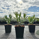 Amsonia 'Blue Ice' GM P9
