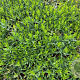 Amsonia 'Blue Ice' GM P9