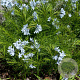 Amsonia ciliata GM P9