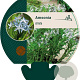 Amsonia ciliata GM P9