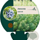 Amsonia hubrichtii GM P9