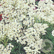 Anaphalis margaritacea GM P9
