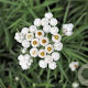 Anaphalis margaritacea GM P9