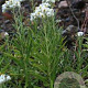 Anaphalis margaritacea GM P9