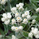 Anaphalis margaritacea 'Neuschnee' GM P9