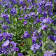 Anchusa azurea 'Loddon Royalist' GM P9