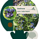 Anchusa azurea 'Loddon Royalist' GM P9