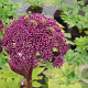 Angelica gigas GM P9