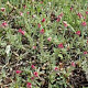Antennaria dioica 'Rubra' GM P9