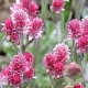 Antennaria dioica 'Rubra' GM P9