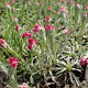 Antennaria dioica 'Rubra' GM P9