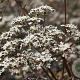 Anthriscus sylvestris 'Ravenswing' GM P9