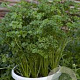 Apium graveolens GM P9
