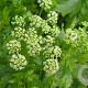 Apium graveolens GM P9