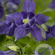Aquilegia alpina GM P9