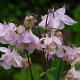 Aquilegia 'Biedermeier' GM P9