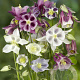 Aquilegia 'Biedermeier' GM P9