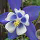 Aquilegia caerulea GM P9