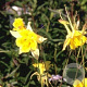 Aquilegia chrysantha 'Yellow Queen' GM P9