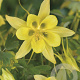 Aquilegia chrysantha 'Yellow Queen' GM P9