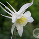 Aquilegia 'Silver Queen' GM P9